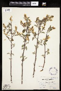 Amelanchier arborea x canadensis image