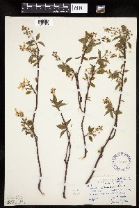 Amelanchier arborea x canadensis image