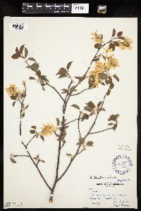 Amelanchier arborea x canadensis image