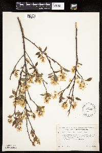 Amelanchier arborea x canadensis image