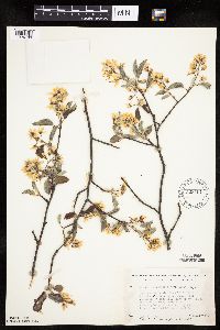Amelanchier arborea x canadensis image