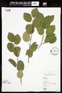 Amelanchier arborea x canadensis image