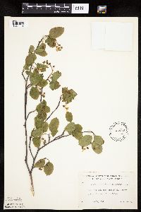 Amelanchier arborea x canadensis image