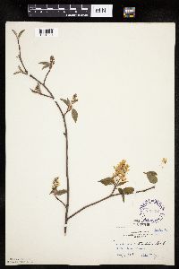 Amelanchier arborea x canadensis image