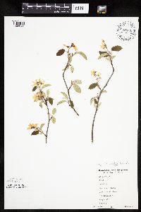 Amelanchier arborea x canadensis image