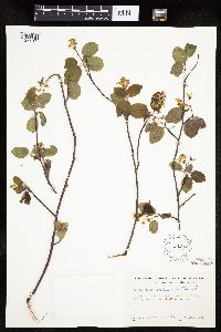 Amelanchier arborea x canadensis image