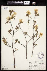 Amelanchier arborea x canadensis image