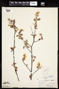Amelanchier arborea x canadensis image