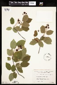 Amelanchier arborea x canadensis image
