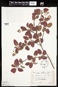 Amelanchier arborea x canadensis image