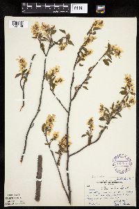 Amelanchier arborea x canadensis image
