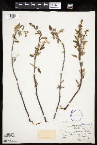 Amelanchier arborea x canadensis image