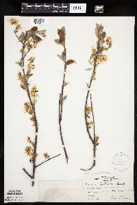Amelanchier arborea x canadensis image