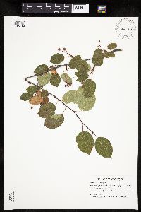 Amelanchier arborea x canadensis image