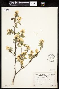Amelanchier arborea x canadensis image