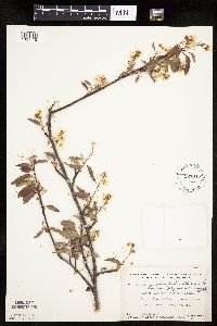 Amelanchier arborea x canadensis image