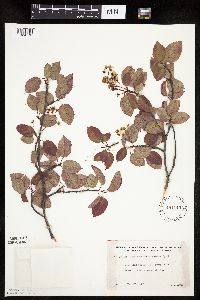 Amelanchier arborea x canadensis image