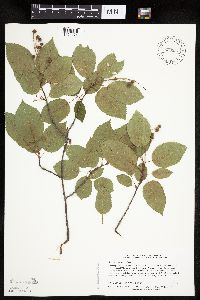 Amelanchier laevis image