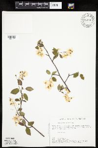 Amelanchier laevis image