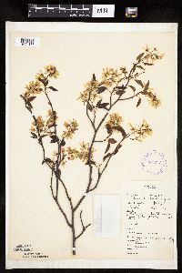 Amelanchier laevis image