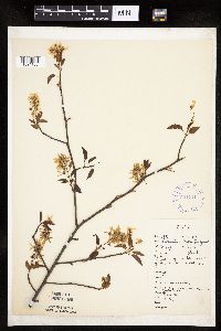 Amelanchier laevis image