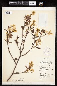 Amelanchier laevis image