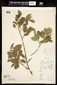 Amelanchier laevis image