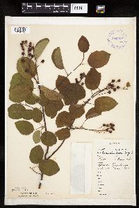 Amelanchier laevis image