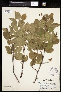 Amelanchier laevis image