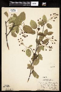 Amelanchier laevis image