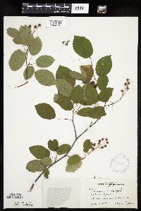 Amelanchier laevis image