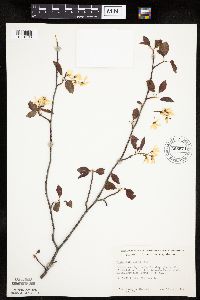Amelanchier laevis image