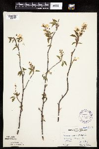 Amelanchier laevis image