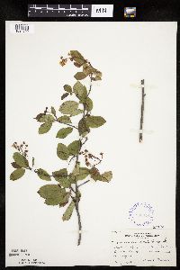 Amelanchier laevis image