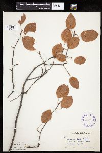 Amelanchier laevis image
