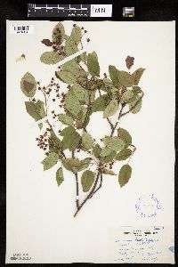 Amelanchier laevis image