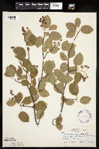 Amelanchier laevis image