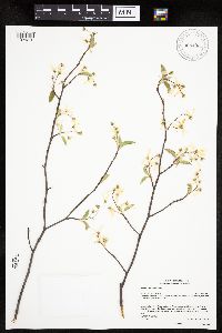 Amelanchier laevis image