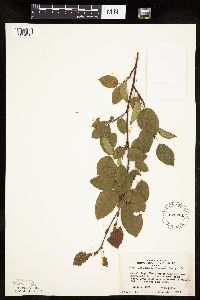 Amelanchier laevis image