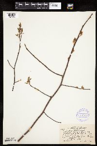 Amelanchier laevis image