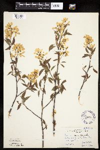 Amelanchier laevis image