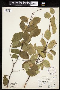 Amelanchier laevis image