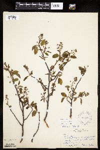 Amelanchier laevis image