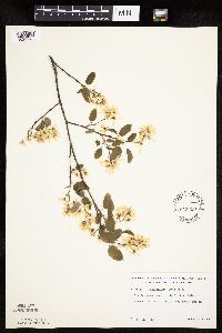 Amelanchier laevis image