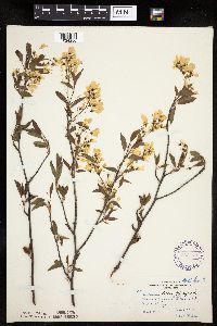 Amelanchier laevis image
