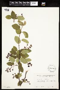 Amelanchier laevis image