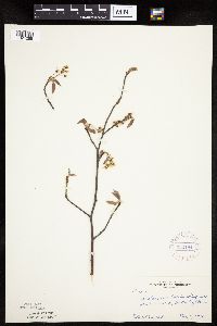 Amelanchier laevis image