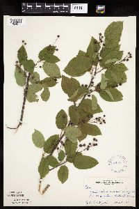 Amelanchier laevis image