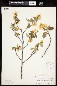 Amelanchier laevis image
