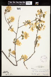 Amelanchier laevis image